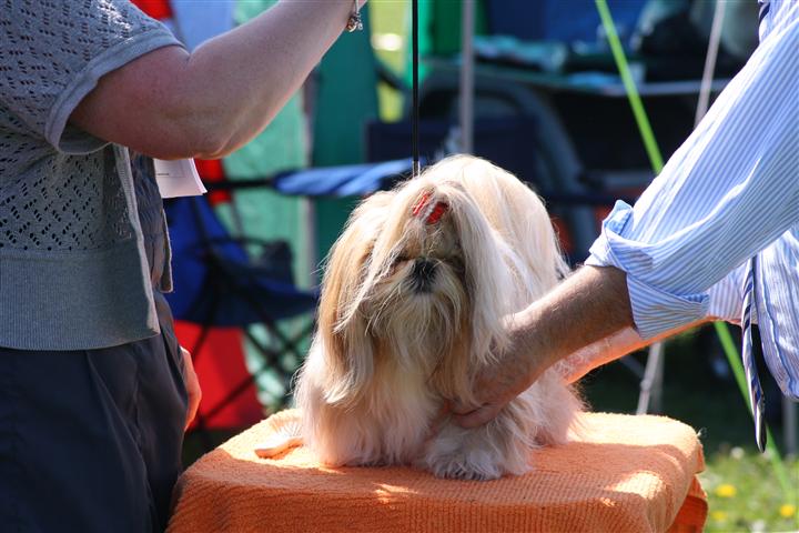 Shih Tzu Danmark